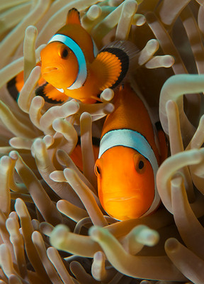 False ClownFish - Dumaguete