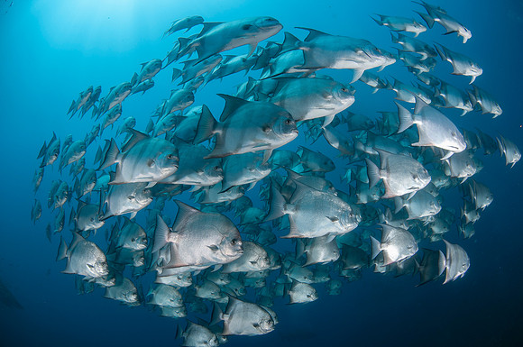 nc; fish