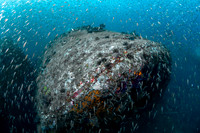 Best Wreck Photo 2nd Place Winner - Eliel Alfon
