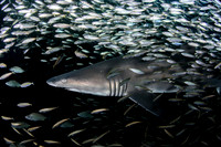 Best Shark Photo Honorable Mention Winner - David Thomas