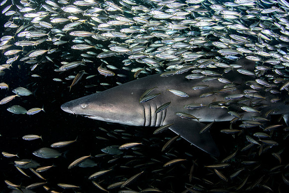 Best Shark Photo Honorable Mention Winner - David Thomas