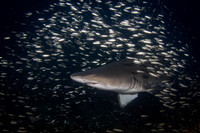Best Shark Photo 3rd Place Winner - Chris Zachary