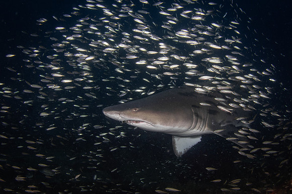Best Shark Photo 3rd Place Winner - Chris Zachary