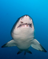 Best Shark Photo - 2nd Place Winner - Ian Ford