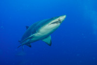 Best Point & Shoot Camera Winner 1st Place - David Thomas