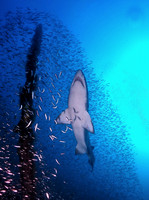 Best Point & Shoot Camera Winner 2nd Place - Britta Siegers