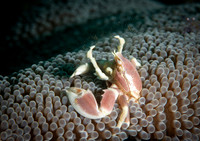 Porcelain Crab - Dumaguete