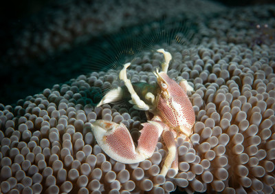 Porcelain Crab - Dumaguete