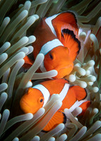 False Clown Fish - Dumaguete