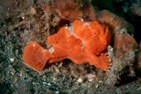 Painted Frog Fish - Dumaguete