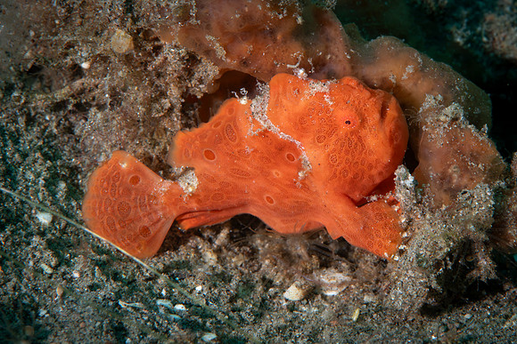 Painted Frog Fish - Dumaguete