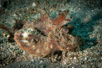 Scorpion Fish - Dumaguete