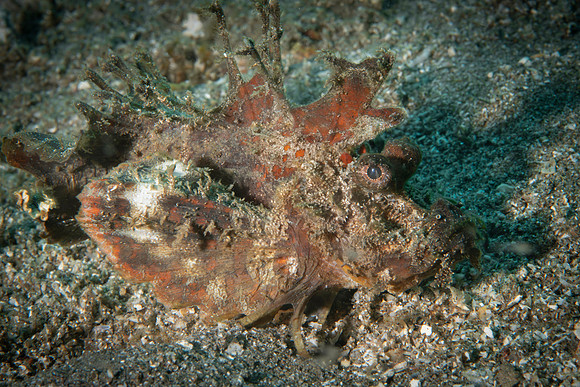 Scorpion Fish - Dumaguete