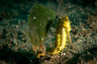 Seahorse - Dumaguete