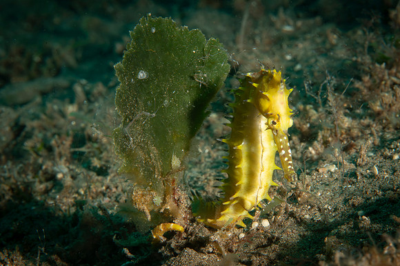 Seahorse - Dumaguete