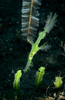 Ornate Pipefish - Dumaguete
