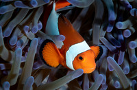 False Clown Fish - Dumaguete