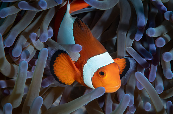 False Clown Fish - Dumaguete