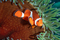 False Clown Fish - Dumaguete