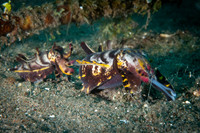 Flambuoyant Cuttlefish - Dumaguete