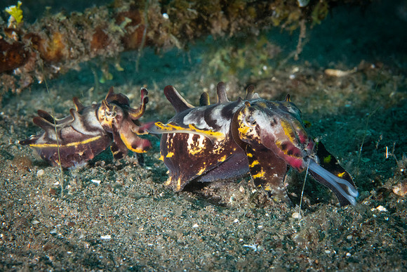 Flambuoyant Cuttlefish - Dumaguete