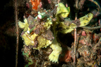Frog Fish - Dumaguete