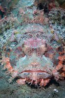 Crocodile Fish - Dumaguete