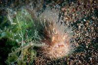 Hairy Frog Fish - Dumaguete