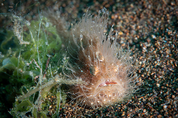 Hairy Frog Fish - Dumaguete