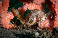 Seahorse - Dumaguete