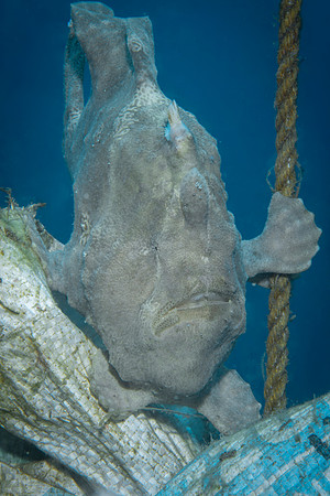 Giant Frog Fish - Dumaguete