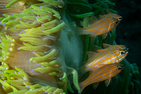 Anemone