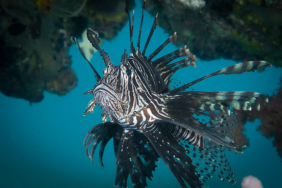 Lionfish - Dumaguete