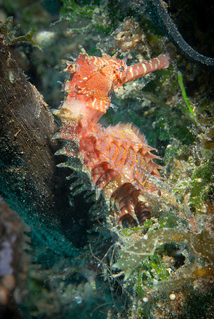 Seahorse - Dumaguete
