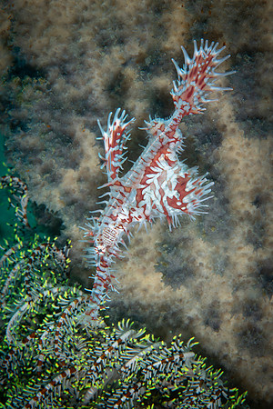 Pipefish