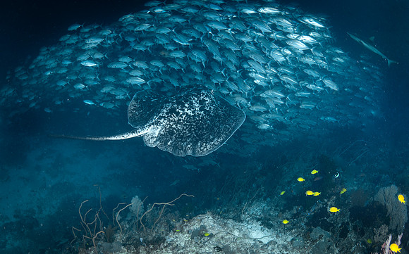 Marble Ray - Dumaguete