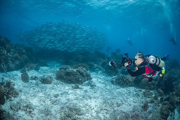 Big Eye Trevally - Tubbataha