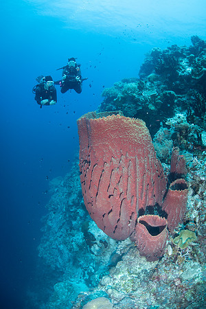 Giant Barrel Sponge - Tubbataha