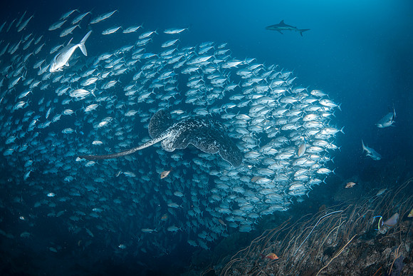 Marble Ray - Tubbataha