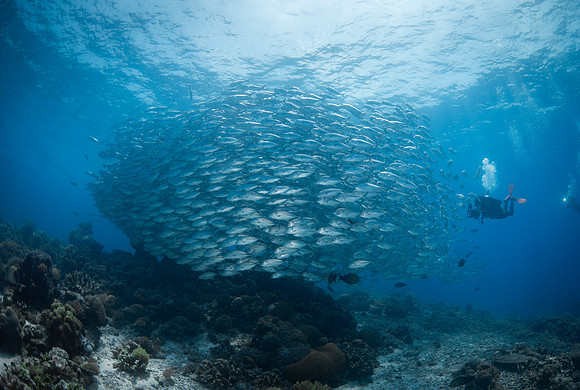 Big Eye Trevally - Tubbataha