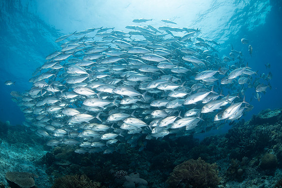 Big Eye Trevally - Tubbataha