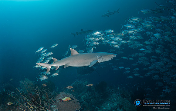 White Tip Reef Shark - Tubbataha