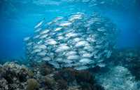 Big Eye Trevally - Tubbataha