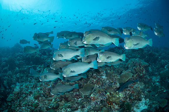 Bumphead Parrotfish - Tubbataha