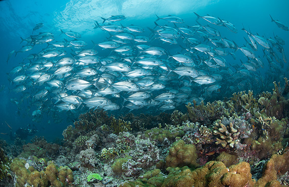 Big Eye Trevally - Tubbataha