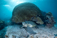 Green Turtle - Tubbataha