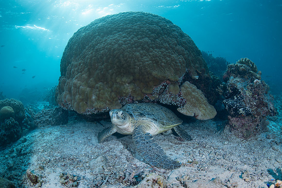 Green Turtle - Tubbataha