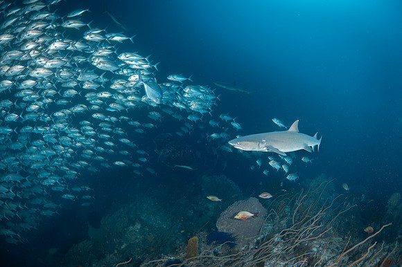 White Tip Reef Shark - Tubbataha