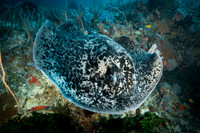 Marble Ray - Tubbataha