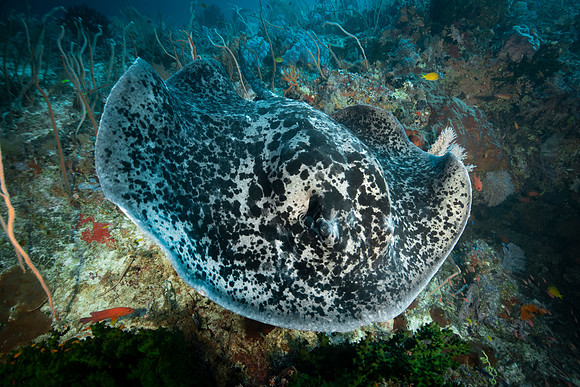 Marble Ray - Tubbataha